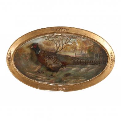 vintage-framed-taxidermy-pheasant