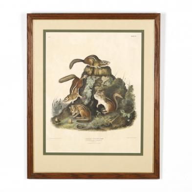 after-john-james-audubon-american-1785-1851-chipping-squirrel