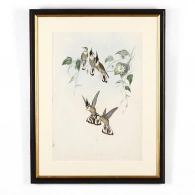 gould-and-richter-hummingbird-lithograph-oxypogon-guerinii