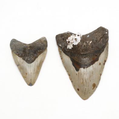 two-north-carolina-fossil-megalodon-teeth