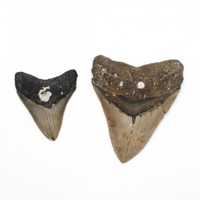 two-north-carolina-fossil-megalodon-teeth