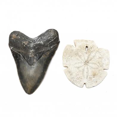 large-north-carolina-fossil-megalodon-tooth