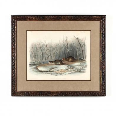 after-john-james-audubon-american-1785-1851-i-meadow-mouse-i