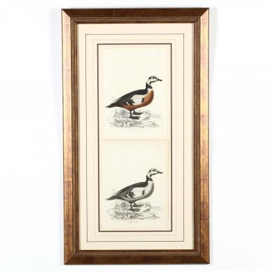 sir-william-jardine-scottish-1800-1874-two-framed-duck-engravings