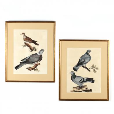 prideaux-john-selby-british-1788-1867-two-ornithological-prints