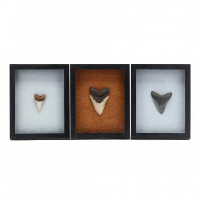 three-framed-megalodon-teeth