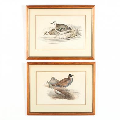 two-gould-and-richter-bird-prints
