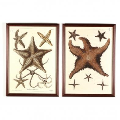 large-pair-of-framed-starfish-prints