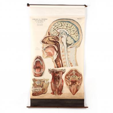 a-j-nystrom-anatomical-chart-of-the-human-head