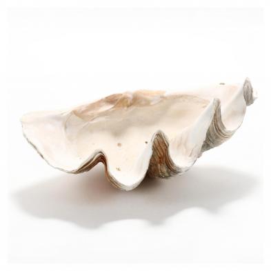 giant-clam-shell-half