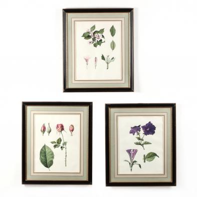 three-vintage-botanical-watercolor-studies