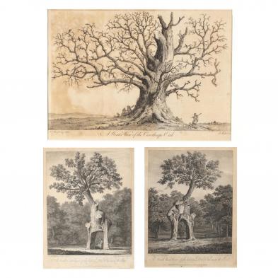 three-antique-engravings-from-i-silva-or-a-discourse-of-forest-trees-i