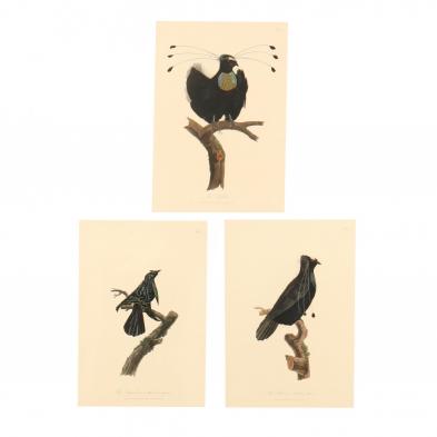 three-19th-century-ornithological-prints