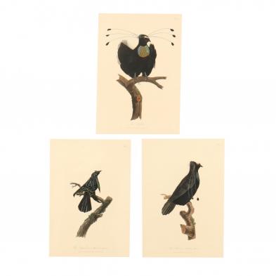 three-19th-century-ornithological-prints