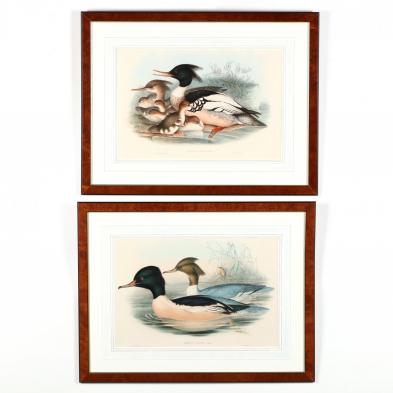 gould-and-richter-19th-century-two-waterfowl-lithographs