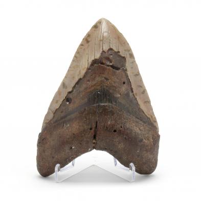 imposing-north-carolina-fossil-megalodon-tooth