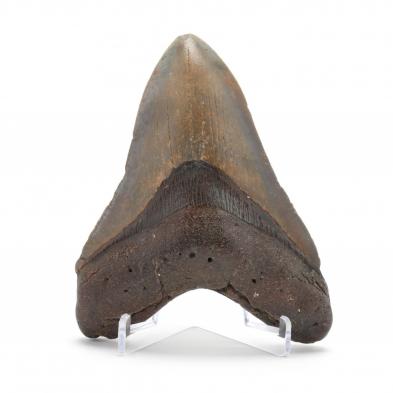 high-grade-north-carolina-fossil-megalodon-tooth