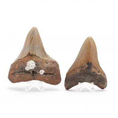two-mid-size-north-carolina-fossil-megalodon-teeth
