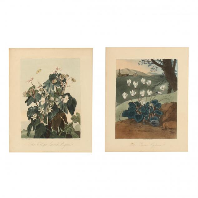 two-antique-prints-from-dr-thornton-s-i-temple-of-flora-i