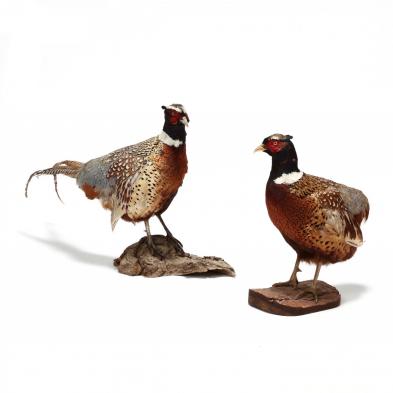 pair-of-vintage-taxidermy-pheasants