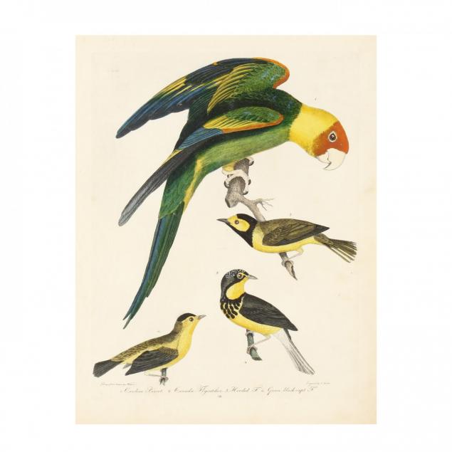 after-alexander-wilson-american-1766-1813-i-carolina-parrot-canada-flycatcher-i