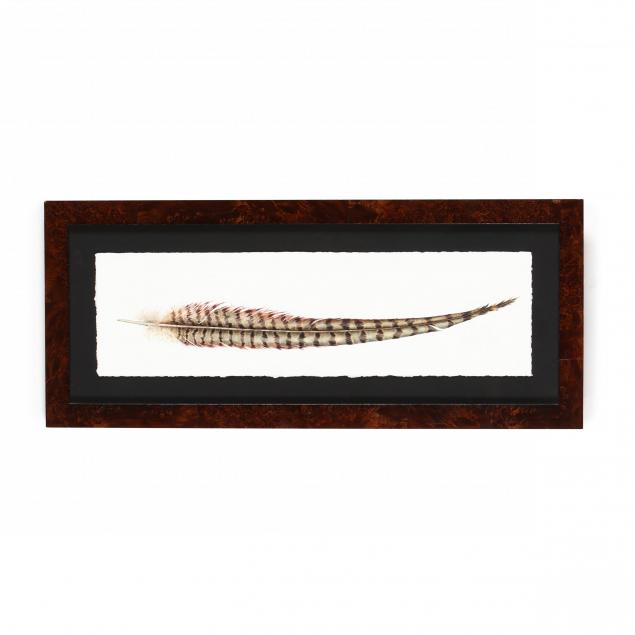 hillary-parker-american-i-ring-necked-pheasant-tail-feather-i