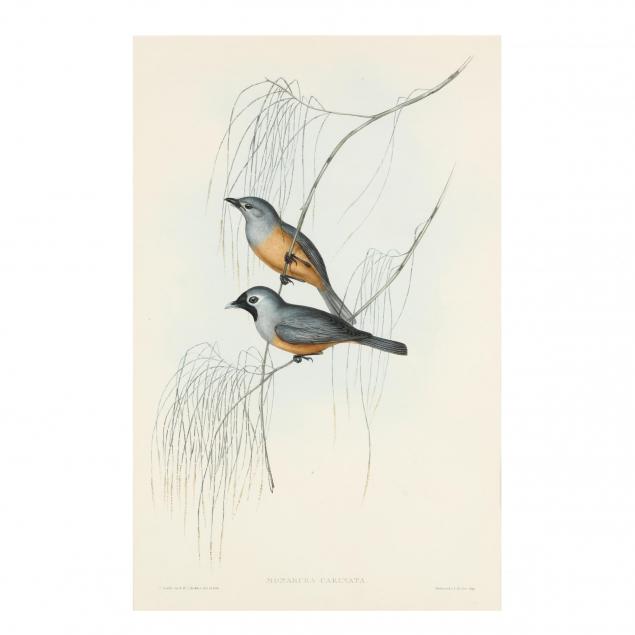 gould-and-richter-19th-century-i-monarcha-carinata-carinated-flycatcher-i