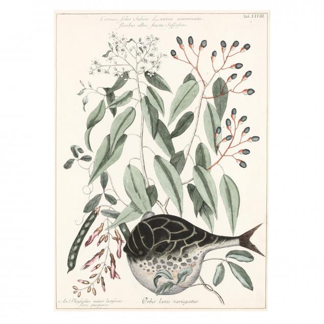 mark-catesby-british-1679-1749-i-orbis-laevis-variegatus-the-globe-fish-i