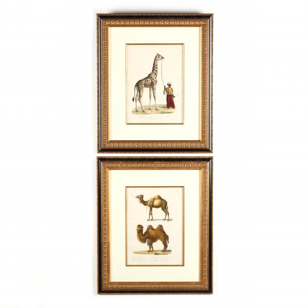 karl-joseph-brodtmann-swiss-1787-1862-two-prints-with-camels-and-a-giraffe