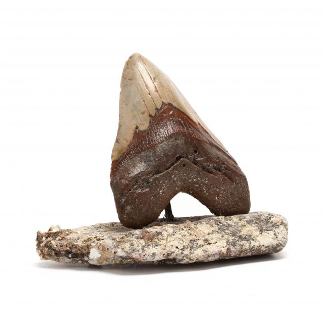 large-north-carolina-megalodon-tooth