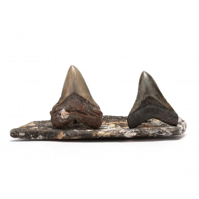 two-north-carolina-megalodon-teeth