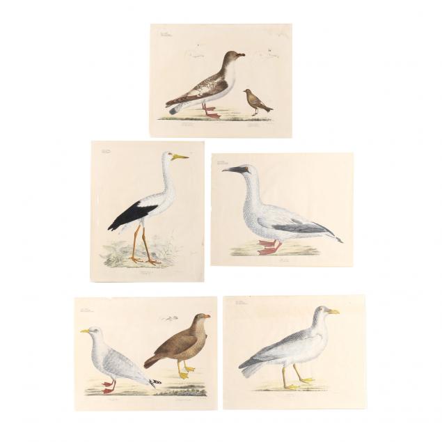 five-original-georg-august-goldfuss-avian-lithographs-from-his-i-naturalist-atlas-i