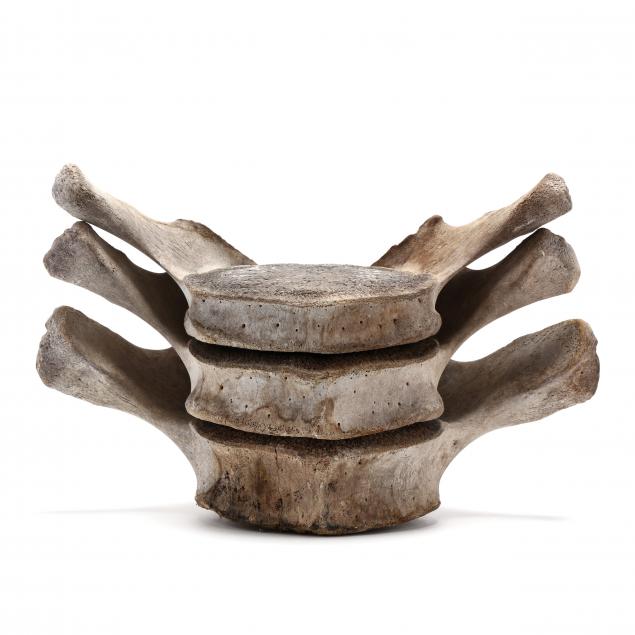 three-natural-whale-vertebrae-specimen