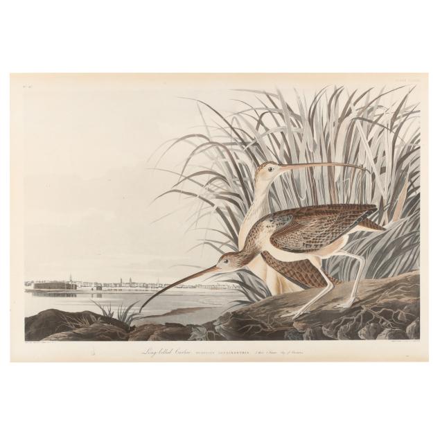 framed-print-after-audubon-s-long-billed-curlew
