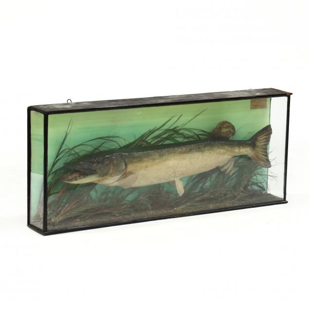 victorian-fish-diorama-of-a-pike