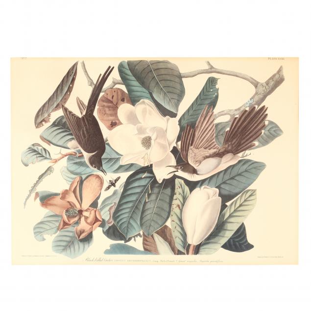 print-after-audubon-s-black-billed-cuckoo