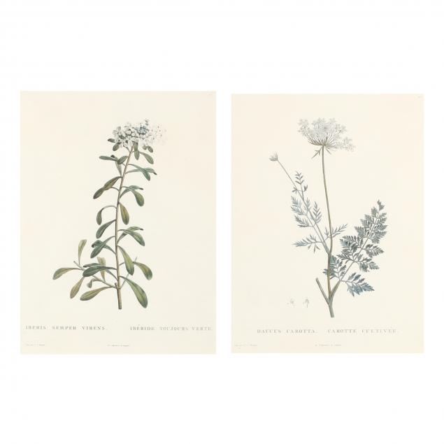 after-pierre-joseph-redoute-french-1759-1840-two-botanical-prints