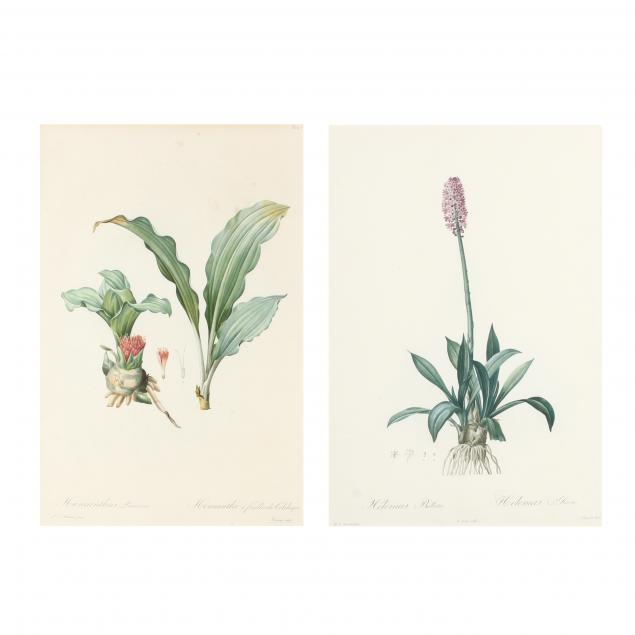 after-pierre-joseph-redoute-french-1759-1840-two-botanical-prints