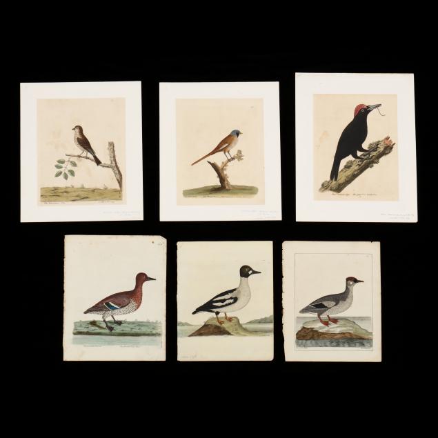 six-18th-century-eleazar-albin-avian-prints