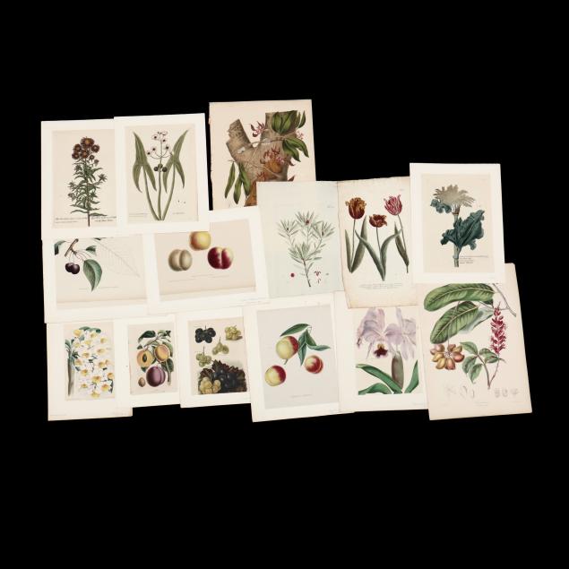 varied-grouping-of-fourteen-botanical-prints