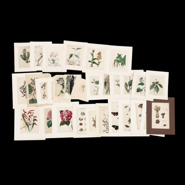 collection-of-31-antique-natural-history-prints