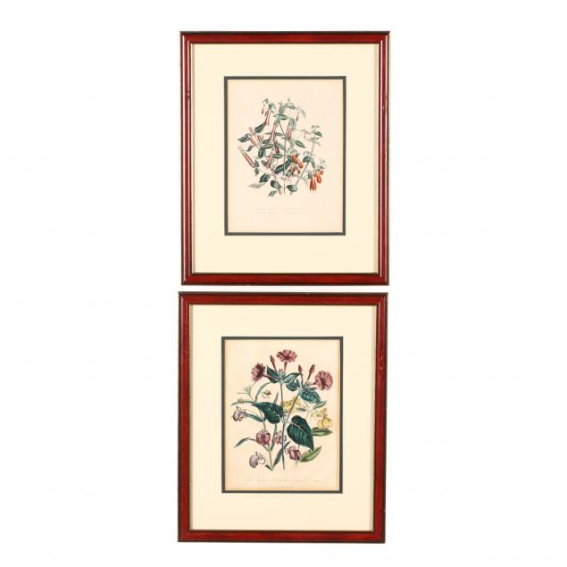 two-prints-from-jane-loudon-s-i-the-ladies-flower-garden-of-ornamental-perennials-i