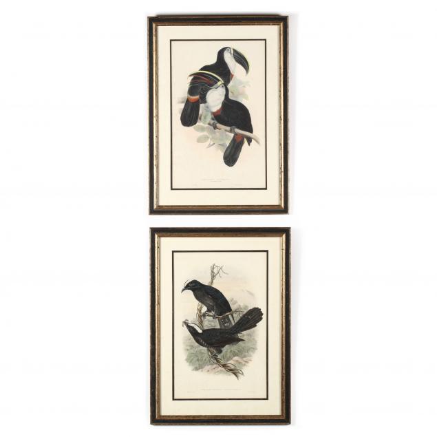 two-antique-ornithological-prints