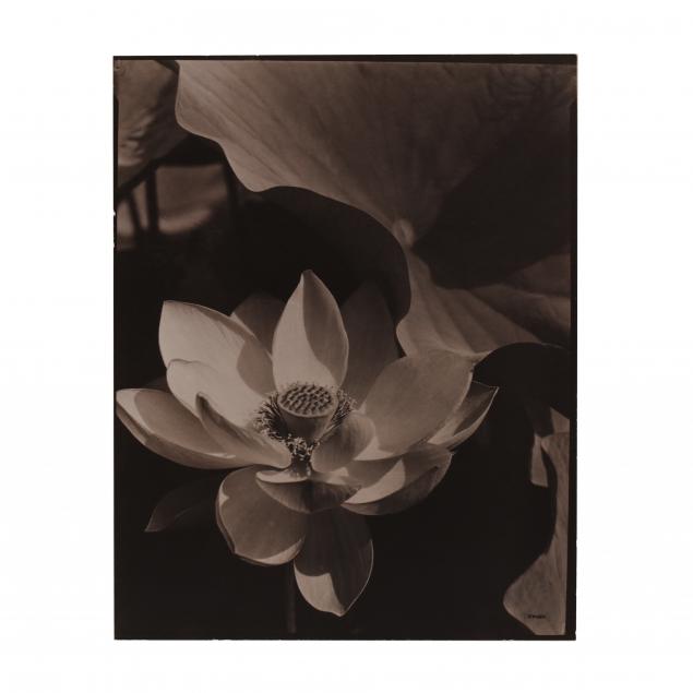 edward-steichen-american-1879-1973-i-lotus-mt-kisco-new-york-i