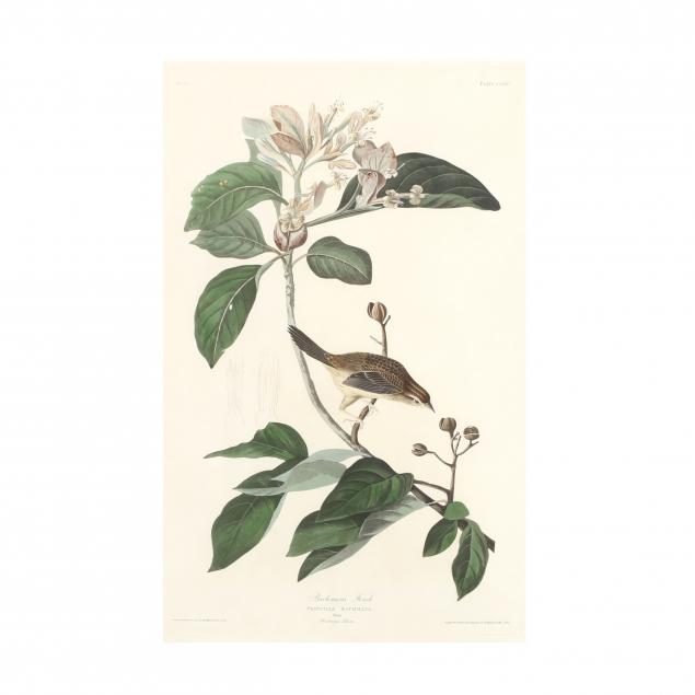 john-james-audubon-american-1785-1851-i-bachman-s-finch-i-havell-edition