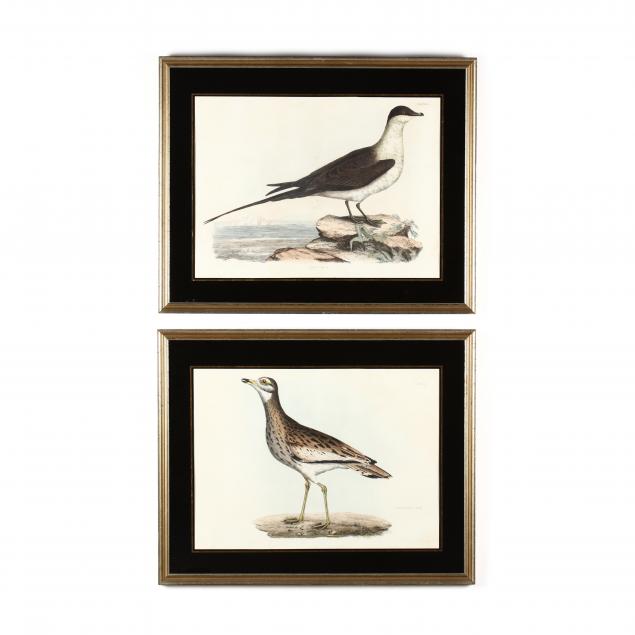 prideaux-john-selby-british-1788-1867-two-ornithological-etchings