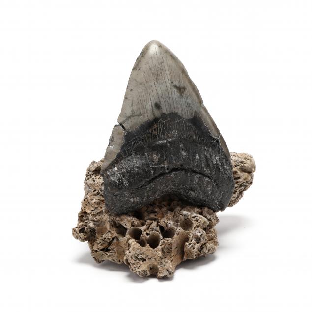 massive-north-carolina-prehistoric-megalodon-tooth