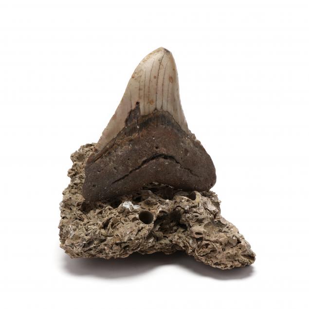 large-north-carolina-prehistoric-megalodon-tooth