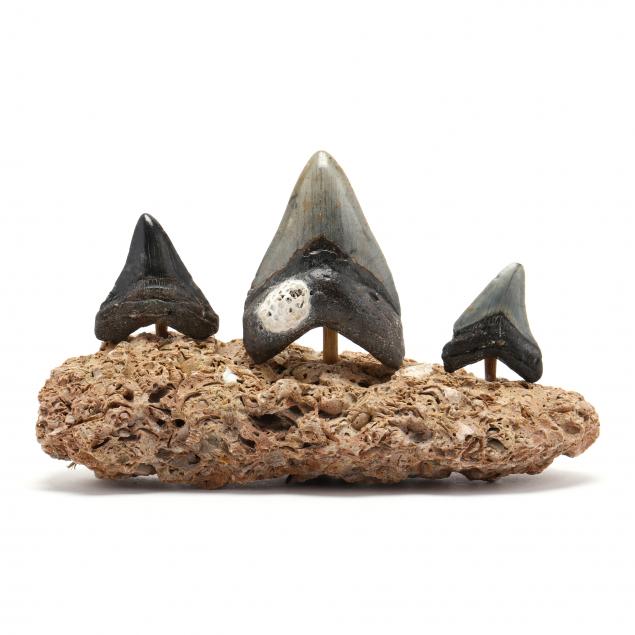 three-north-carolina-fossilized-megalodon-teeth