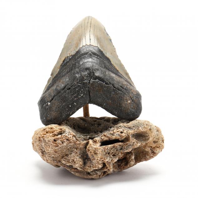 large-north-carolina-fossil-megalodon-tooth
